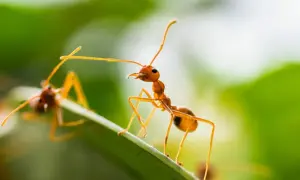 Mrówki w ogrodzie? Skuteczne i bezpieczne sposoby na pozbycie się ich