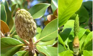 Dwa etapy rozwoju owocu magnolii: zielony, łuskowaty owoc i młody pąk z drobnymi zawiązkami.