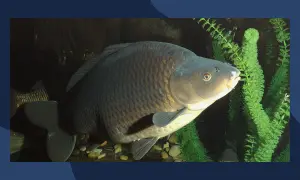 Karp lustrzeń, z łuskami jak zbroja, pływa wśród zielonych roślin wodnych.