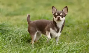 Mały piesek chihuahua z brązowo-białym umaszczeniem stoi na trawie. Jego czujny wzrok i postawa sugerują ciekawy **chihuahua charakter**.