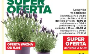 Gdzie kupić lawendę w doniczce? Najlepsze opcje i ceny online