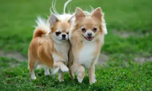 Dwa urocze chihuahua długowłose biegną po zielonej trawie, ich puszyste ogonki unoszą się w powietrzu.