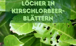 Löcher in Kirschlorbeer-Blättern deuten auf mögliche Krankheiten oder Schädlingsbefall hin.