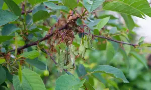 Welke kirschbaum krankheiten zeigen diese welken Blätter? Ein junger Kirschbaum kämpft gegen unbekannte Krankheiten.