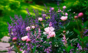 En lummig trädgård med mjuka rosa pioner och ett hav av lila perenner som skapar en drömsk sommarscen.