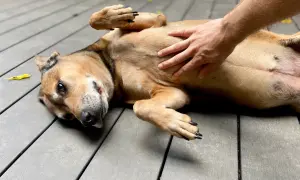 A dog lies on its back, enjoying a belly rub. Its stomach is gurgling with contentment.