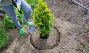 Osoba w zielonych klapkach kopie dołek, przygotowując odpowiednią ziemię pod tuje.