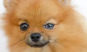 Pomeranian z zaczerwienionym okiem, widoczne objawy zapalenia spojówek u psa.