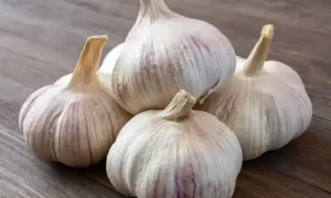 Kwitnące czosnki ozdobne odmiany, zebrane w bukiet na drewnianym tle.