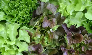 Bunter Blattsalat, frisch geerntet. Die Aussaat im Juli hat sich gelohnt, mit knackigen grünen und roten Sorten.