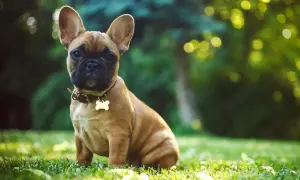 Uroczy szczeniak buldoga francuskiego siedzi na trawie. Zastanawiasz się, ile kosztuje buldog francuski?