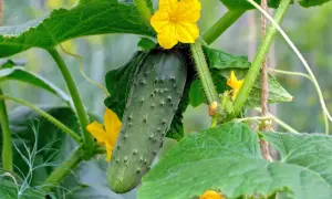Eine junge Gurke wächst an der Pflanze, umgeben von grünen Blättern und gelben Blüten. Das ist das Ergebnis von sorgfältigem Gurken pflanzen.