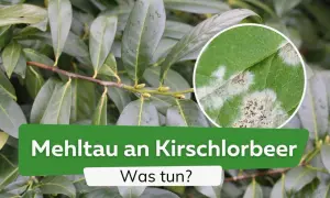 Nahaufnahme von Kirschlorbeerblättern mit Mehltaubefall, einer der häufigsten Kirschlorbeer Krankheiten.