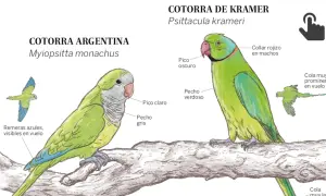 Ilustración de cotorra argentina y cotorra de Kramer. La cotorra argentina, que vive unos 20-30 años, tiene pico claro y pecho gris.