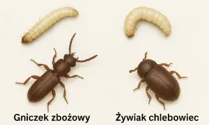 Dwa małe robaczki: larwa i dorosły żywiak chlebowiec obok gniczka zbożowego.