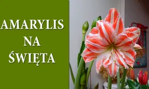 Amarylis: Jak sprawić, by kwitł co roku? Kompletny poradnik!
