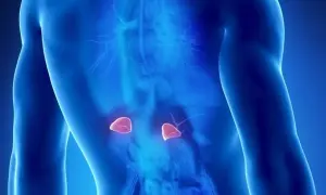 Anatomical illustration showing adrenal glands. Wczesne objawy guza nadnercza mogą być subtelne.