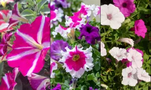 Kolorowe petunie w odcieniach różu, bieli i fioletu. Widać, jak wygląda petunia – jej lejkowate płatki i charakterystyczne żyłkowanie.