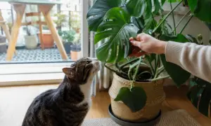 Kot wącha liść monstery, zastanawiając się, czy monstera jest trująca dla kota.