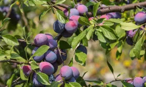 Reife Zwetschgen (Prunus domestica) hängen an einem Ast, umgeben von grünen Blättern. Die Früchte sind blau-violett mit roten Akzenten.