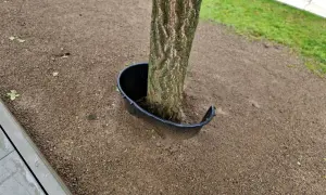 Un árbol joven con un protector de plástico negro alrededor de su base. El protector parece estar diseñado para evitar que algo dañe el tronco, pero su forma abierta podría ser una pista sobre cómo matar un árbol de raíz si se usa incorrectamente.