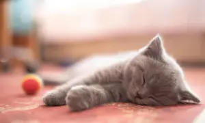 A fluffy new cat, all grey and soft, sleeps soundly on a red rug. A colorful toy ball rests nearby.