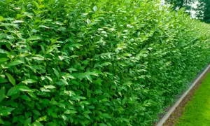Dichte, grüne Hecke mit kleinen Blättern. Eine gute Wahl, welche Hecke ist nicht giftig und bietet Sichtschutz.