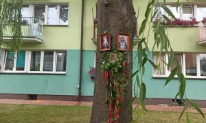 Obrazki Matki Boskiej na drzewie, ozdobione zielenią i czerwonymi wstążkami, przypominają cud w Parczewie.