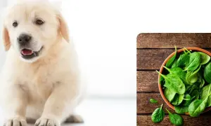 Uroczy szczeniak golden retriever obok miseczki ze świeżym szpinakiem. Czy pies może jeść szpinak?