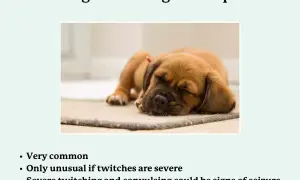A cute puppy sleeps, illustrating why do dogs twitch in their sleep. Mild twitches are normal, but severe ones may signal a seizure.