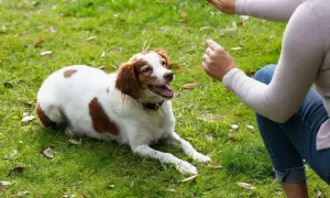 Ein Hund liegt auf einer grünen Wiese und schaut aufmerksam zu einer Person, die ihm Gesten macht. Das ist ein schöner Moment, um einen Hund zu erziehen.
