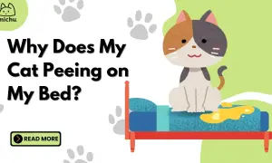 A cute cat sits on a bed with a yellow puddle, asking "Why is my cat peeing on my bed?". Learn more.