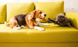 Beagle i kot na kanapie. Kot łapą odpycha psa, ucząc go, co zrobić, żeby pies nie atakował kota.