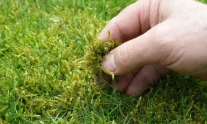 Mano retirando musgo del césped, indicando la necesidad de cuidados del césped en invierno para evitar su crecimiento excesivo.