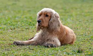 Uroczy cocker spaniel leży na trawie. Zastanawiasz się nad cocker spaniel cena?