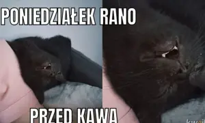 Czarny kot śpi, wygląda jakby miał koszmar. Poniedziałek rano, przed kawą. Śmieszne niedziela memy.