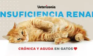 Gato naranja con insuficiencia renal crónica y aguda. Información sobre cuándo sacrificar a un gato con insuficiencia renal.
