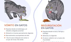 Gato gris vomitando líquido verde. El texto explica que mi gato vomita.