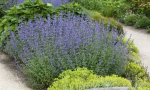 Ein üppiger **katzenminze standort** mit blauen Blüten, umgeben von grünen Pflanzen und einem Kiesweg.