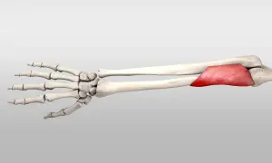 Skelett des Unterarms mit dem roten Muskel m. supinator, der für die Drehung des Unterarms zuständig ist.