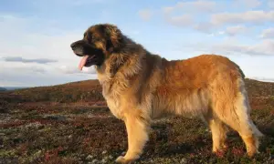 Leonberger o łagodnym usposobieniu stoi na tle krajobrazu.
