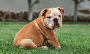 Uroczy buldog angielski siedzi na trawie, wyglądając na nieco zagubionego. Już teraz widać, jaki będzie wspaniały, kiedy pies jest dorosły.