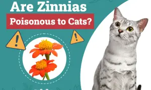 A curious cat looks up at a graphic asking "Are Zinnias Poisonous to Cats?" with images of orange zinnias and warning signs.