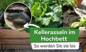 Nahaufnahme von Kellerasseln in einem Hochbeet mit Kohl und anderen Pflanzen. Der Text "Kellerasseln im Hochbeet" ist sichtbar.