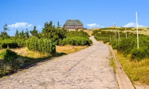 Kamienna droga prowadzi do schroniska na szczycie. Wokół sosny i kosodrzewina. W oddali widać wieżę widokową. To piękne szlaki w Karkonoszach.