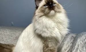 Piękny ragdoll z niebieskimi oczami siedzi na rękach, wyglądając z zaciekawieniem w górę.