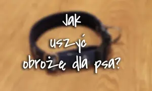 Jak zrobić obrożę dla psa DIY? Poradnik krok po kroku