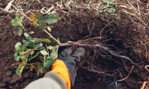Ręka w rękawicy delikatnie układa korzenie róży w wykopanym dołku. To idealny moment, kiedy przesadzać róże, by zapewnić im najlepszy start.