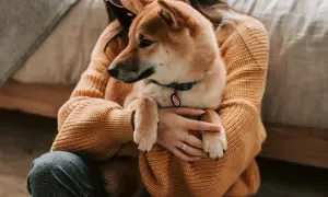 Dziewczyna tuli swojego psa rasy Shiba Inu. Zastanawiasz się, czy pies może jeść ryż? Ten uroczy piesek z pewnością ucieszyłby się z małej porcji.