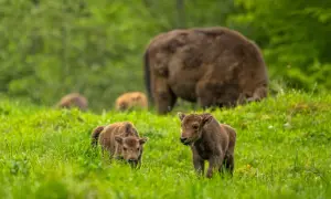 Dwa małe żubry pasą się na zielonej łące w Bieszczadach, podczas gdy dorosły osobnik stoi w tle.